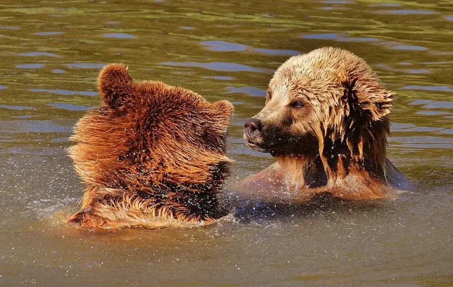 Belitsa Bear Park