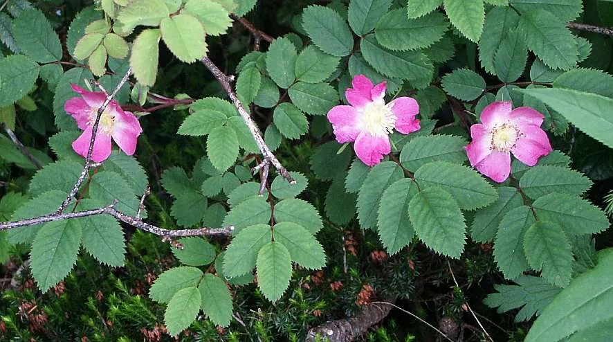 Rosen Mountains — İğneada Floodplain Forests National Park (Turkey)