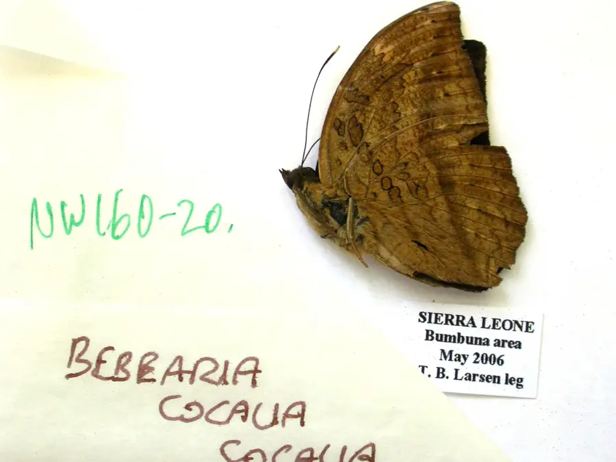 Bumbuna Waldhabitat — Masingbi (Sierra Leone)