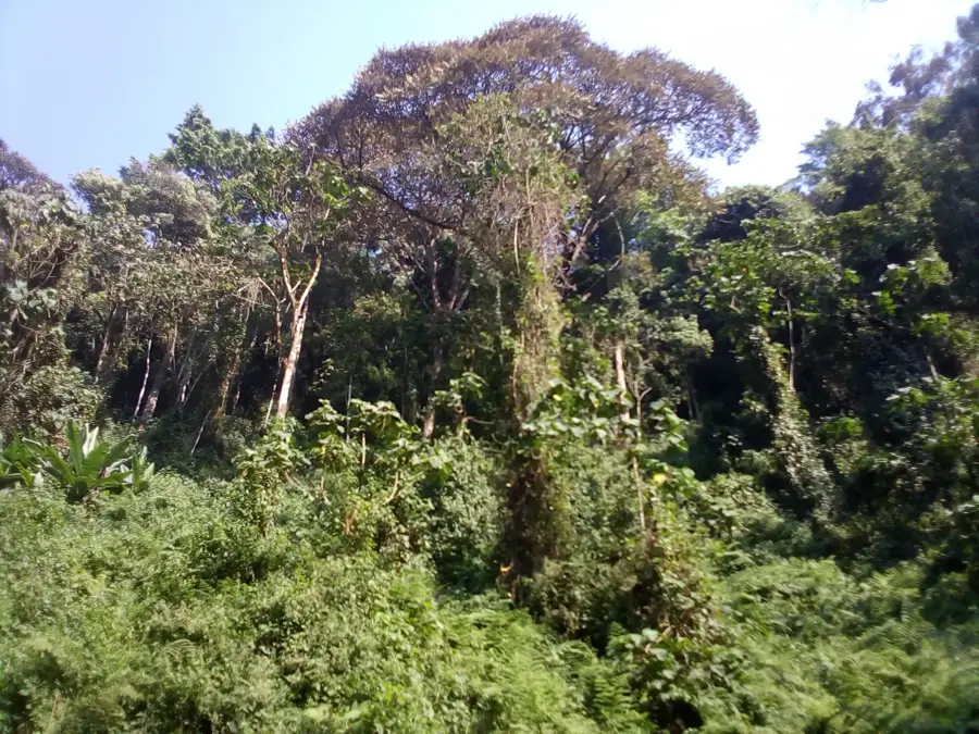 Kibira Nemzeti Park