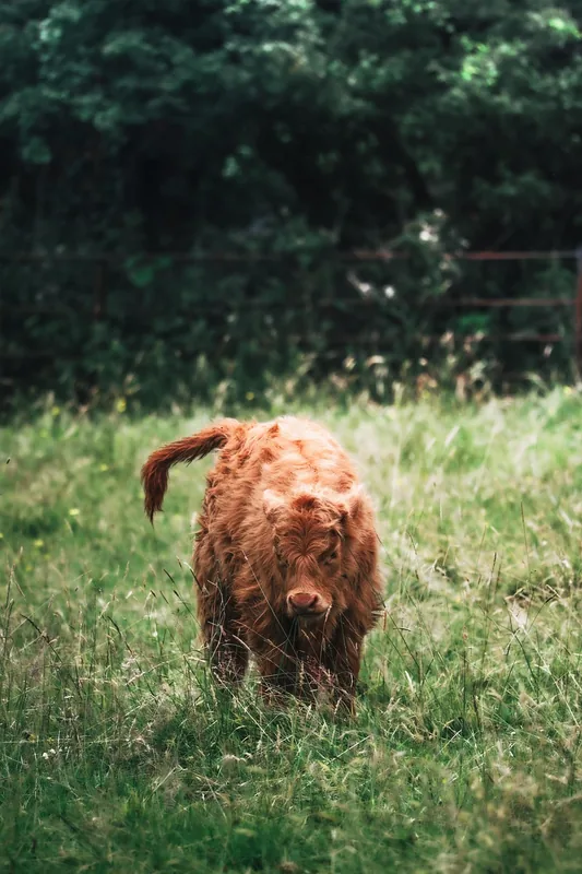 Zonele de creștere a animalelor din Buyogoma