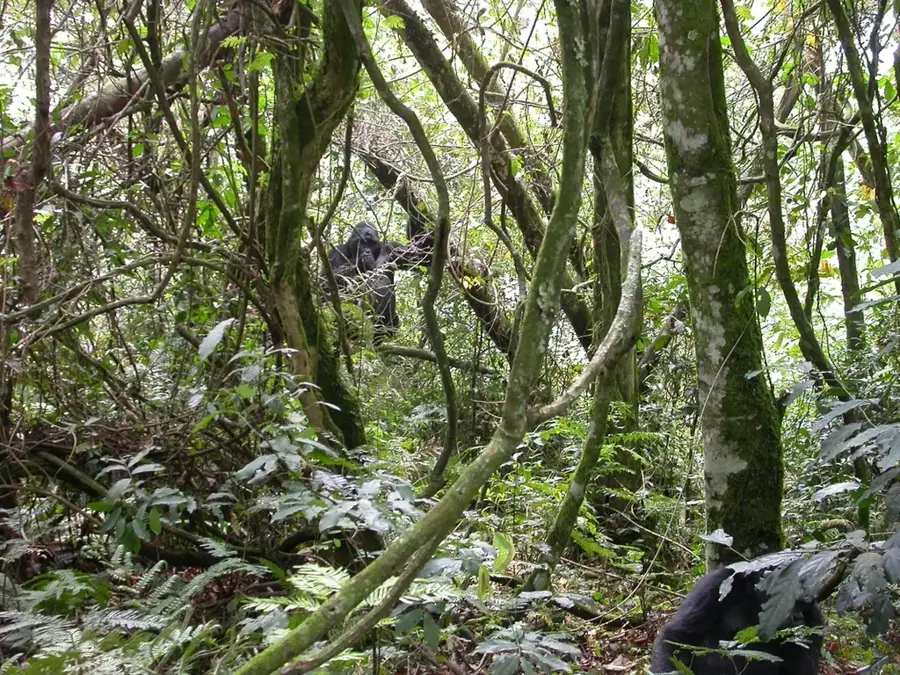 Parcul Național Bwindi Impenetrable — Pădurea Bwindi (Uganda)