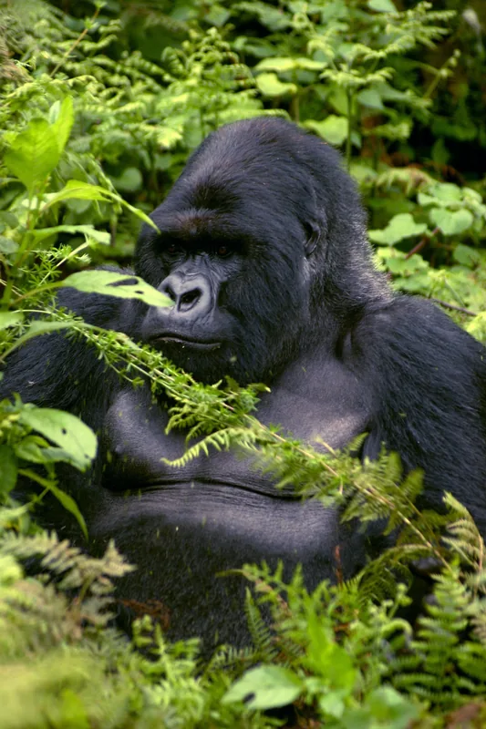 Pădurea Bwindi — Moyo (Uganda)