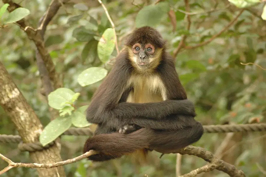 Belize Zoo — Caribbean Sea (Belize) (Belize)