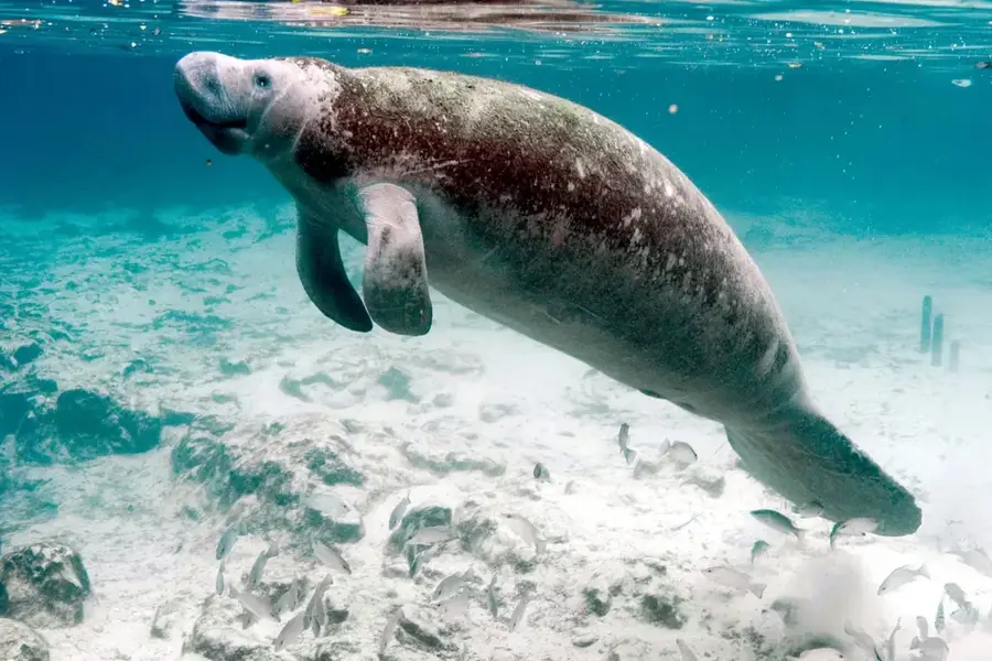 Manatee Forest Reserve — Gladden Spit Whale Shark Grounds (Belize)