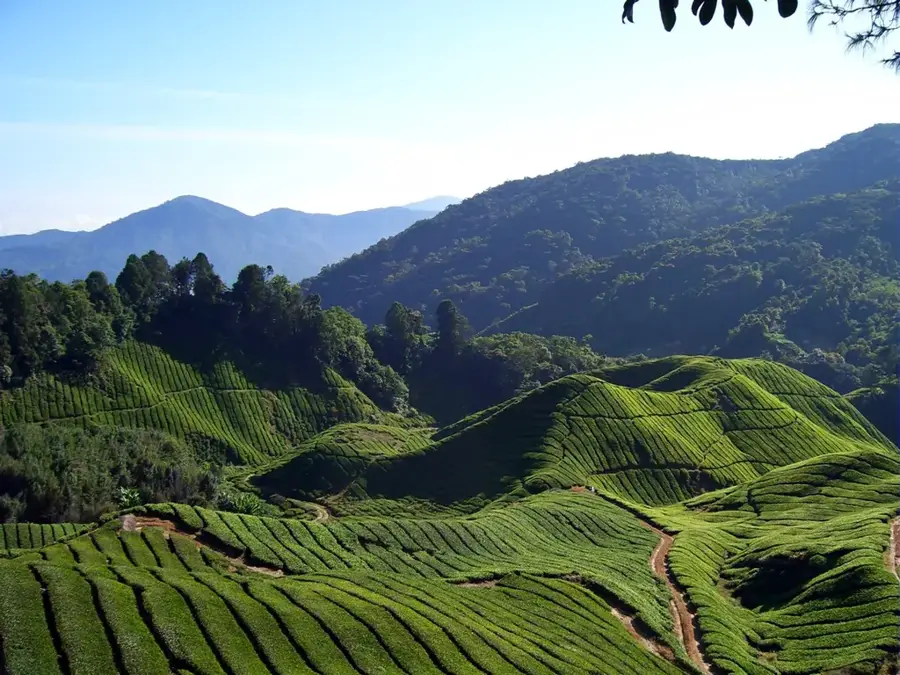 Cameron Highlands Forests — Ipoh (Malaysia)