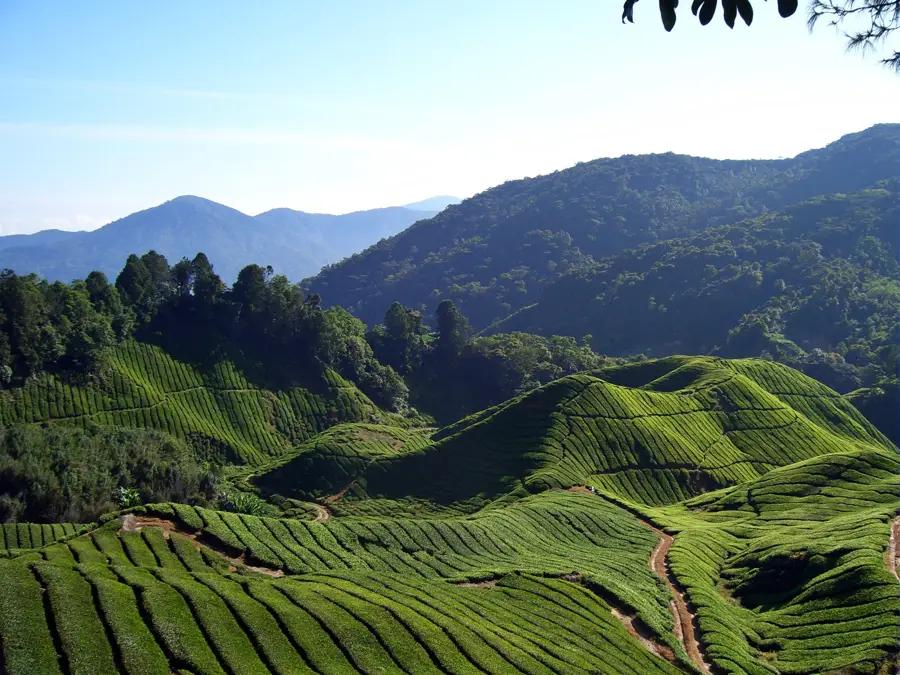 Cameron Highlands Tea Plantations