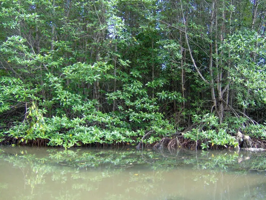 Cần Giờ Mangrove Erdő