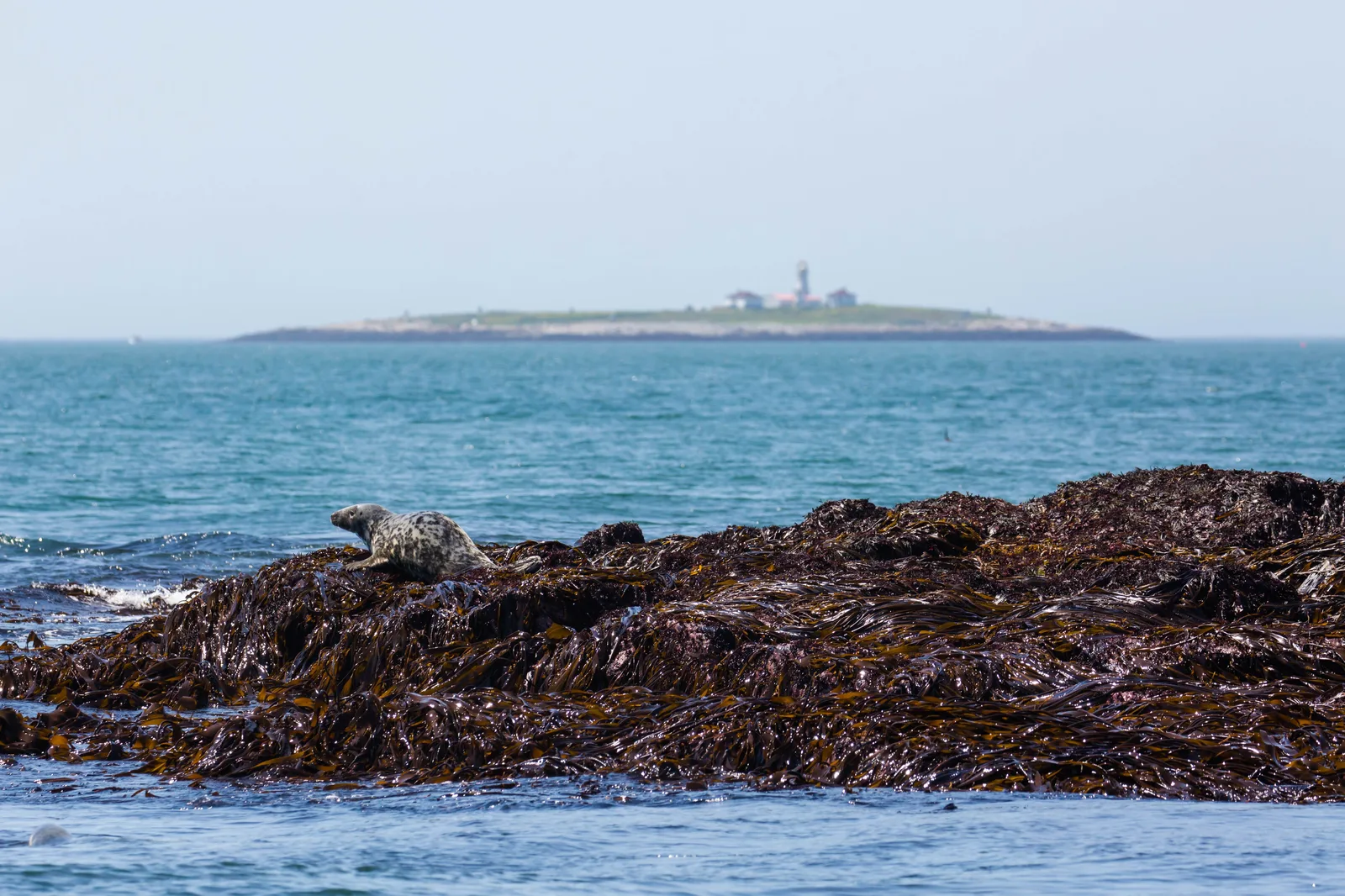 Seal Cove