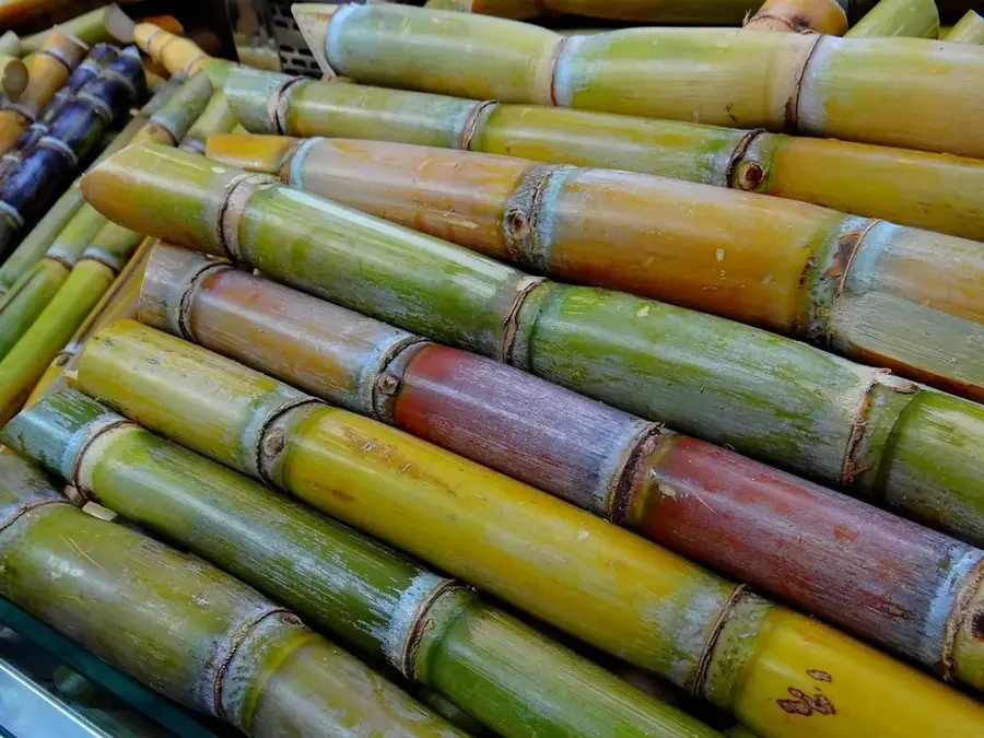 Cane — Siguatepeque (Honduras)