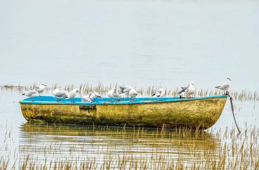 Canoe Valley Wetlands — Roxborough (Jamaica)