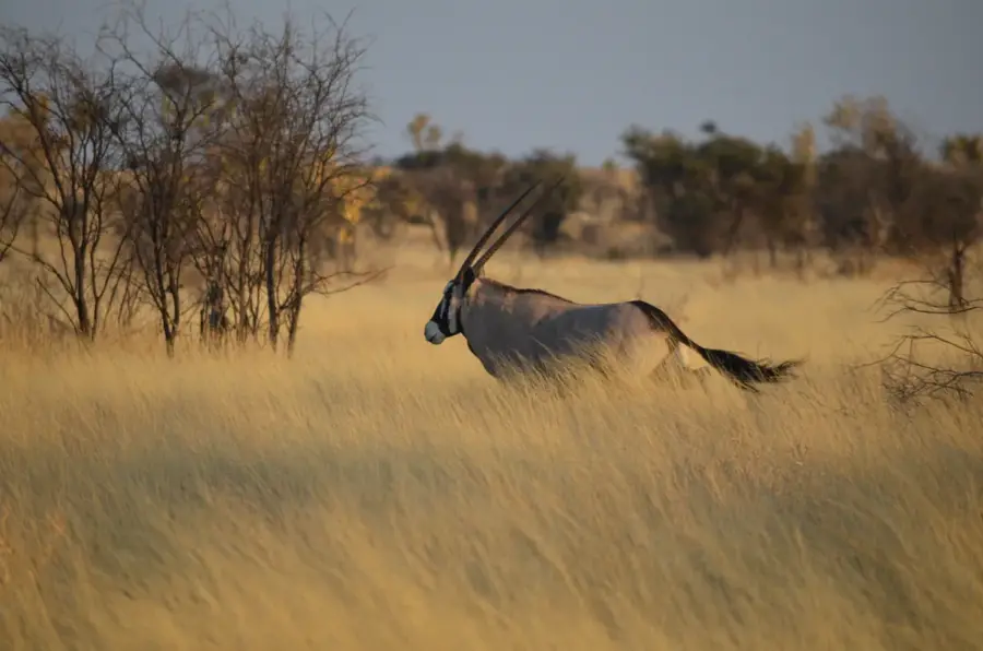 Central Kalahari Game Reserve