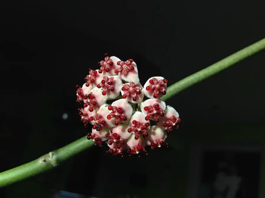 Cerro Hoya — Parita Bay (Panama)
