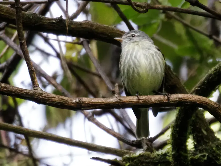 Cerro Punta highlands — Historic Gandoca-Manzanillo (Costa Rica)