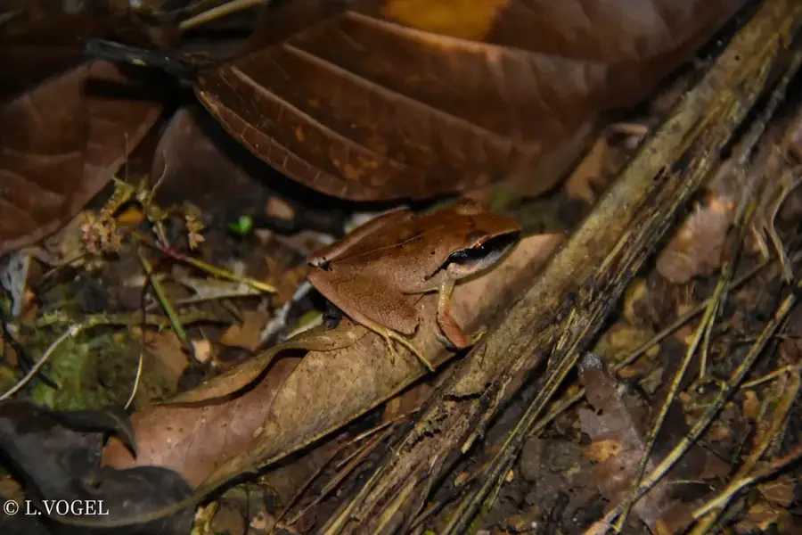 Mount Saslaya — Mount Killibrin (Nicaragua)
