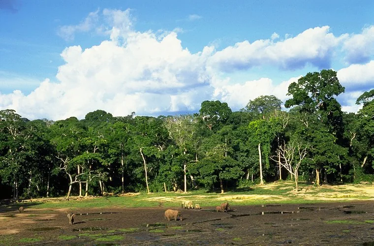 Nouabalé-Ndoki Nemzeti Park — Ouésso (Kongó – Brazzaville)