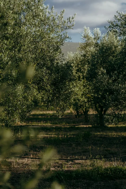 Olivenfarm Chacra La Anyta — Aiguá (Uruguay)