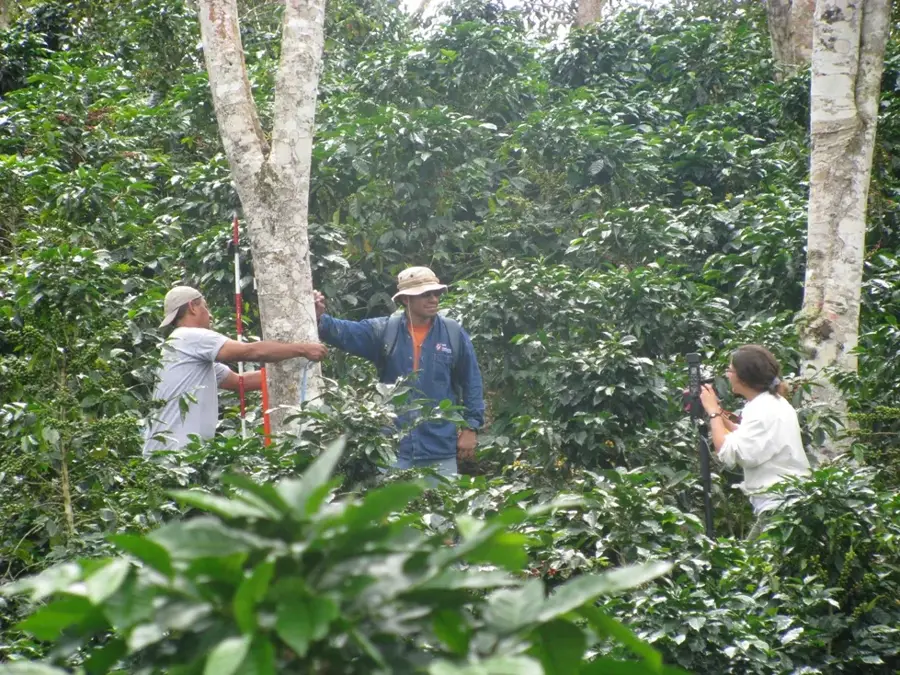 Kaffeeplantagen in Chanchamayo — Toromocho-Mine (Peru)