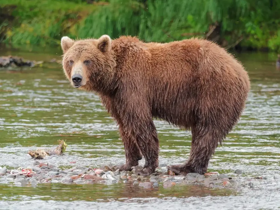 Wildtiere im Changbai-Gebirge — Changchun (China)