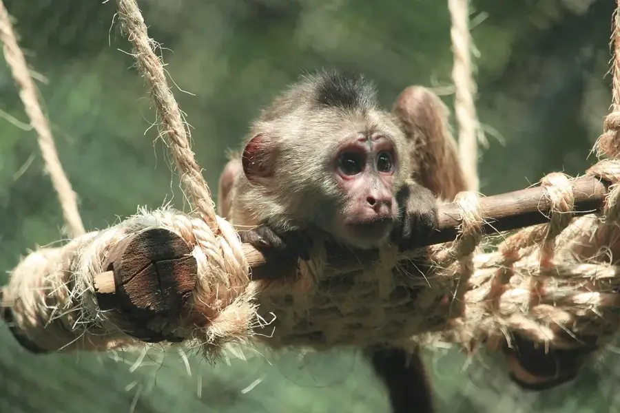 Chapultepec Zoo — Ciudad Valles (Mexiko)