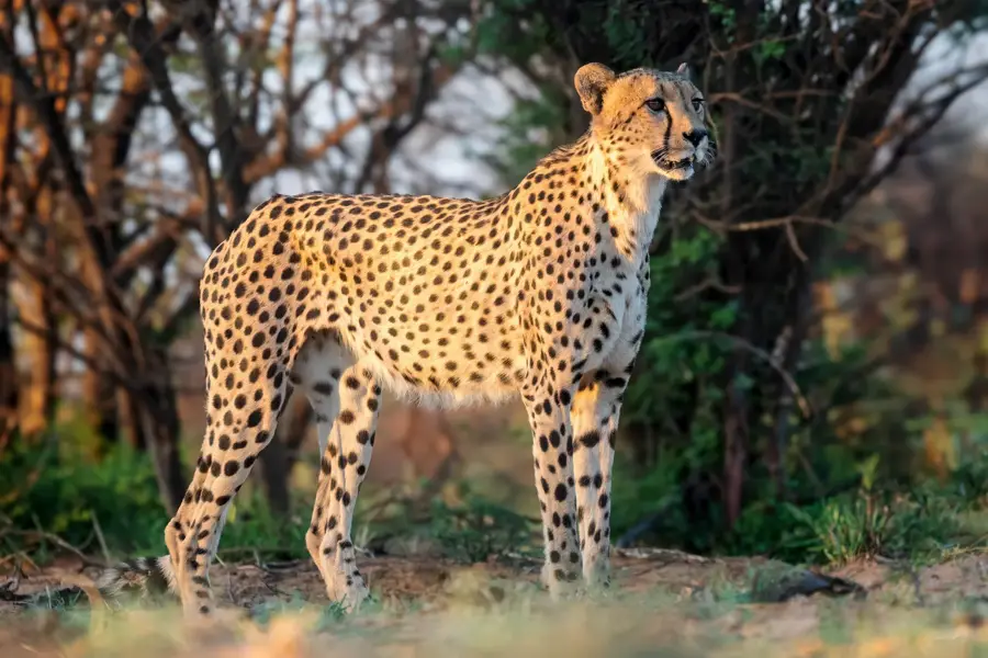 Cheetah Outreach