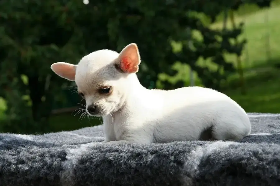 Chihuahua — Sierra Tarahumara (Mexico)