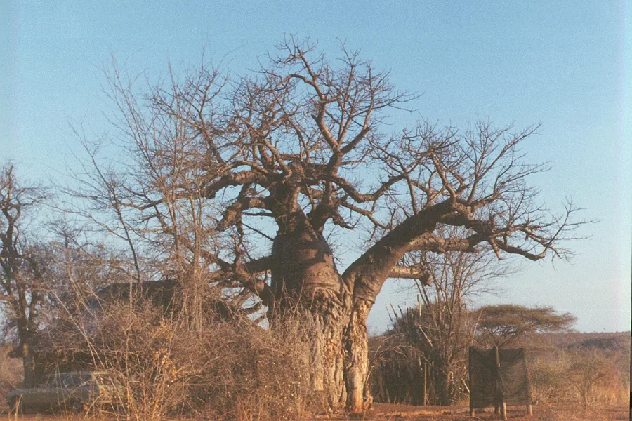 Chiredzi