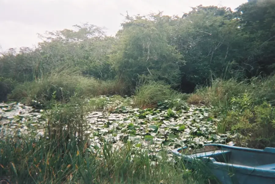 Lanier Swamp — Bauta (Cuba)