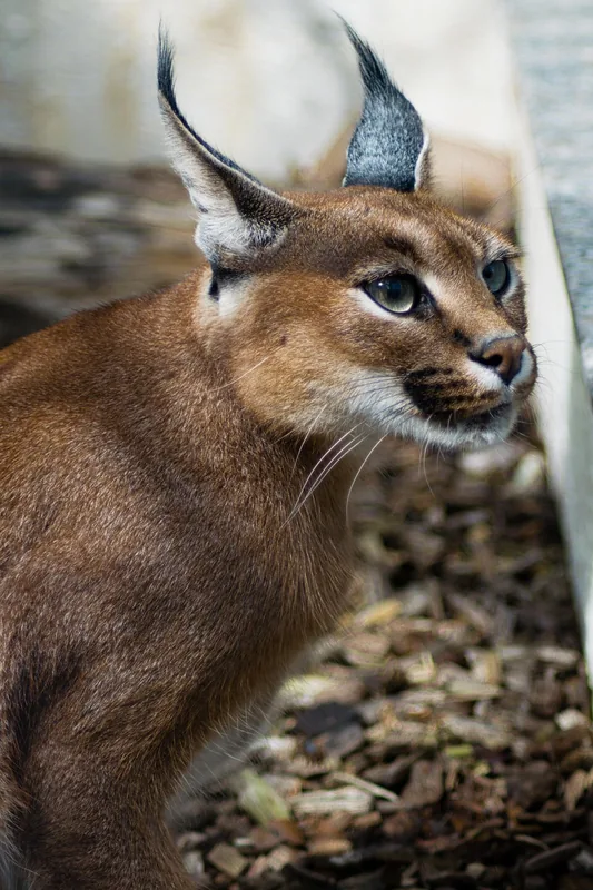 Caracal – oraș