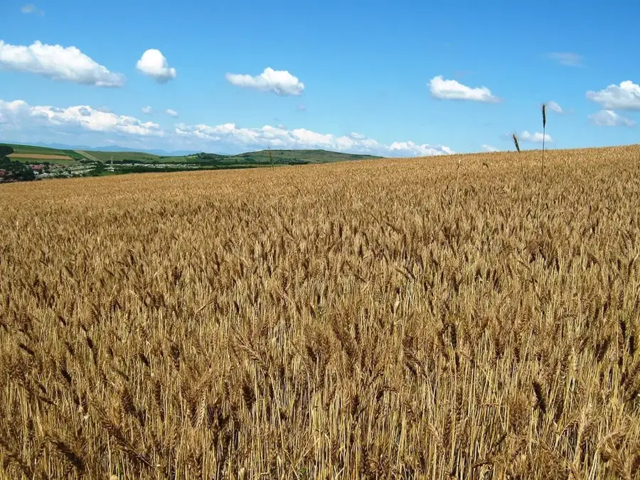 Luduș – oraș