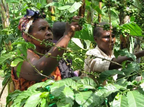 Kaffeeregion-Mount-Elgon — Webuye (Kenia)