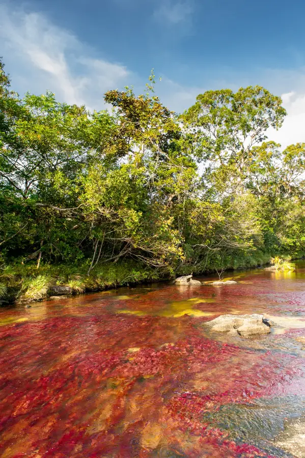 Caño Cristales