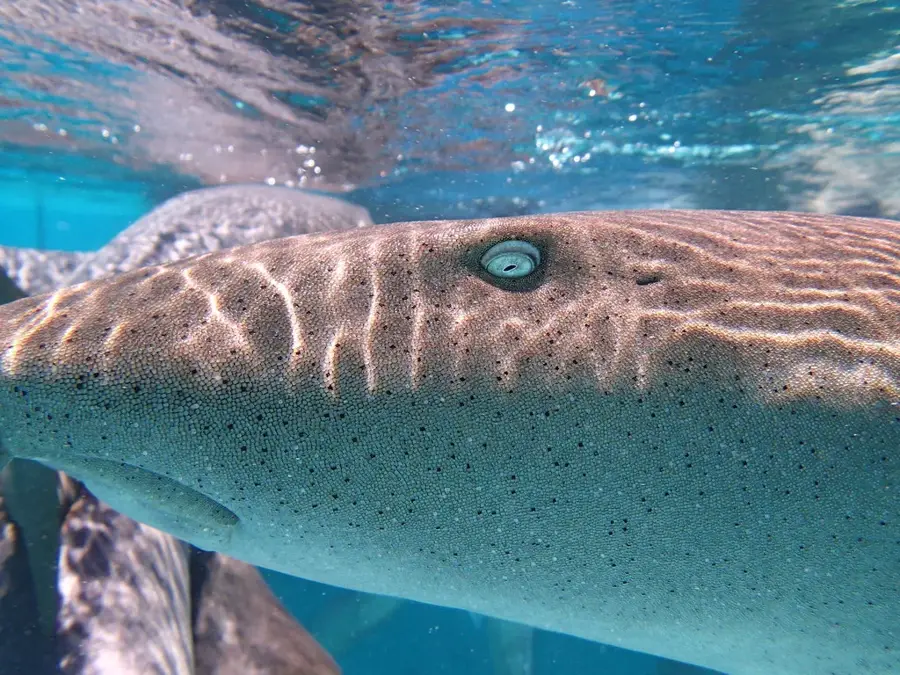 Compass Cay Nurse Sharks — Little Farmer's Cay (Bahamas)