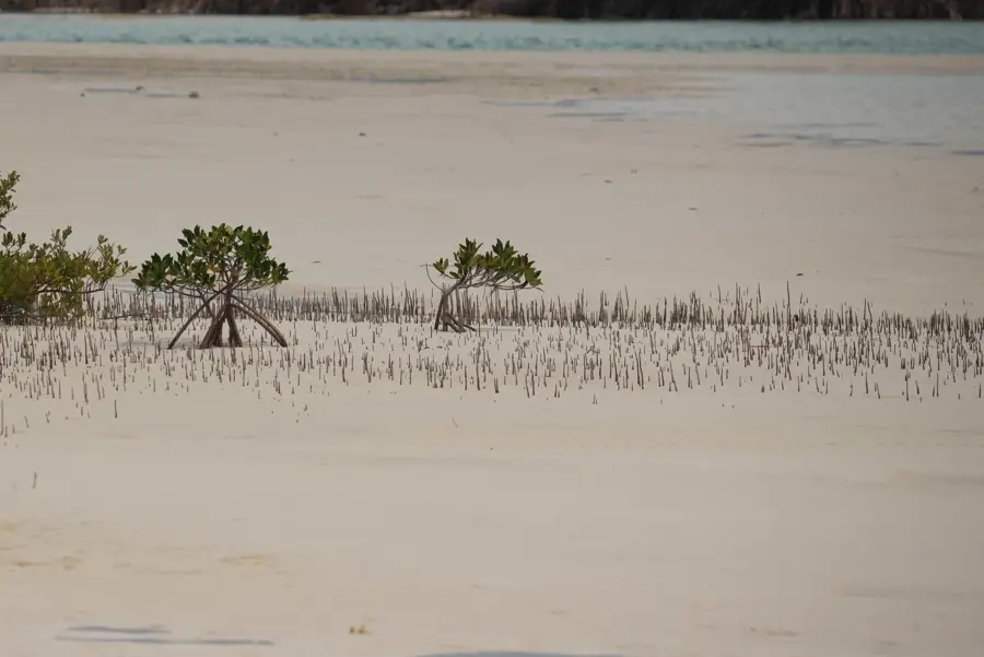 Conception Island — Conception Island Wall (Bahamas)