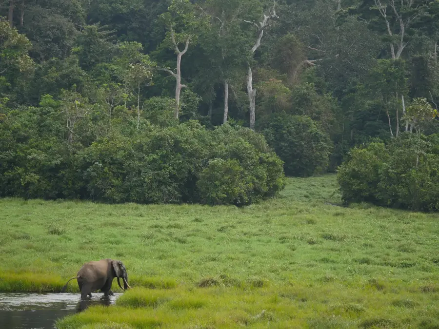 Nouabalé-Ndoki Nemzeti Park — Ouésso (Kongó – Brazzaville)