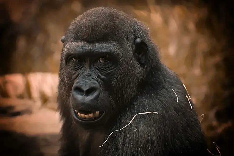 Gorilla-Waisenhaus von Conkouati — Conkouati-Douli-Wald (Kongo-Brazzaville)