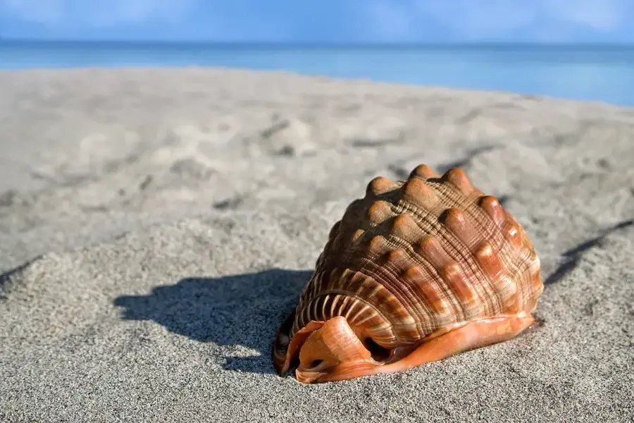 Aitutaki Riesenmuschel-Reservat — Atiu (Cookinseln)