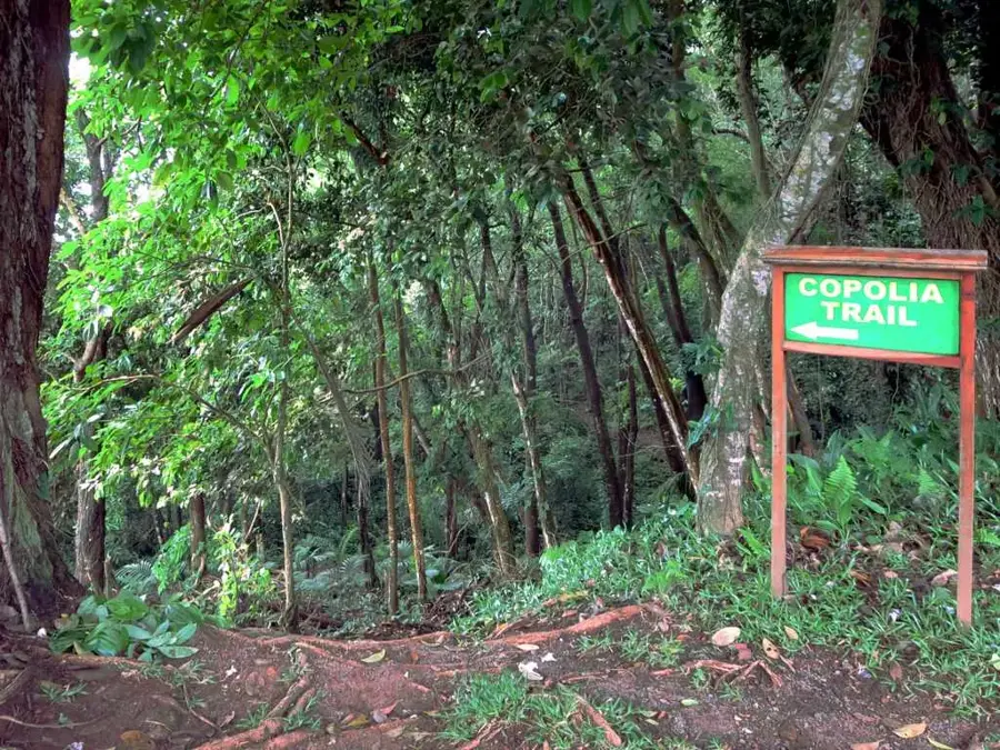 Copolia