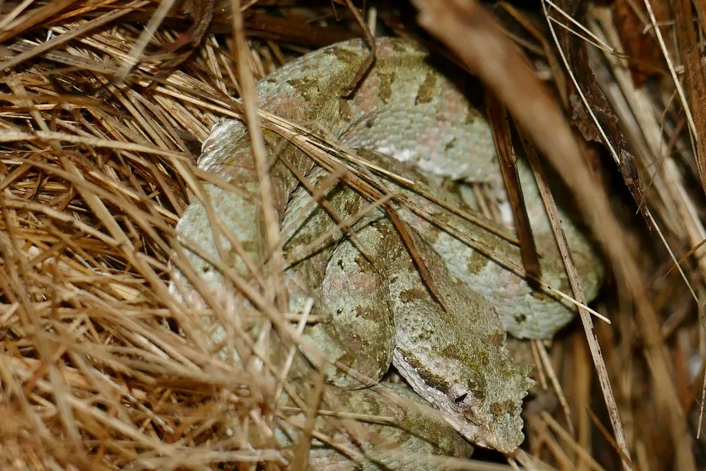 Bijagua — Tawahka Asangni Biosphere Reserve (Honduras)