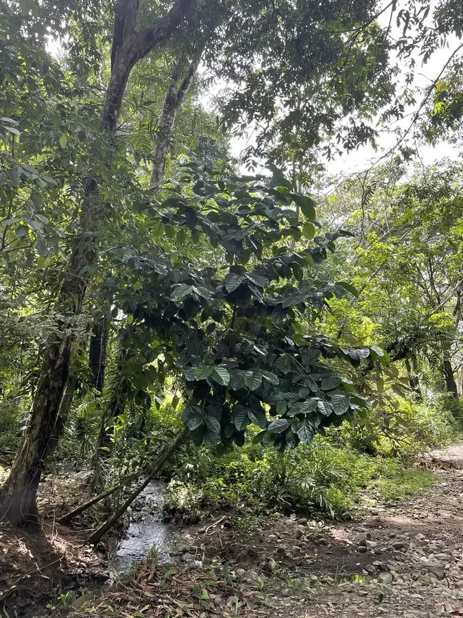 Pavones — Corn Island (Nicaragua)