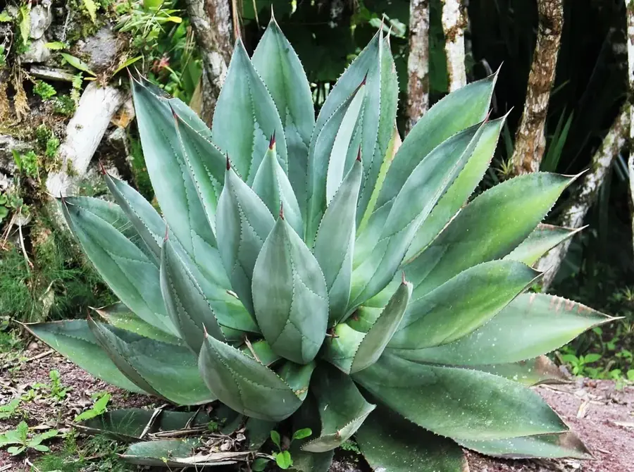 Lankester Botanical Garden — Almicamba (Nicaragua)