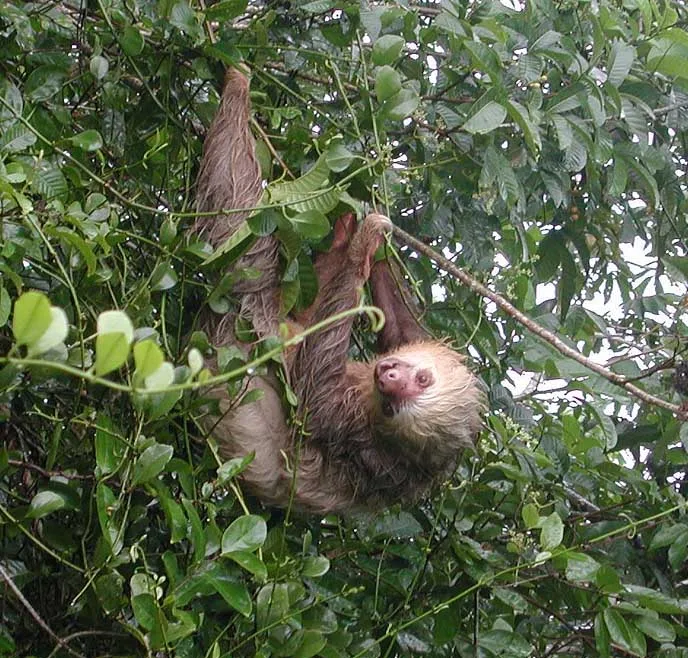 Sloth Sanctuary of Costa Rica — Coco River (Nicaragua)