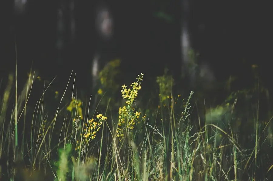 Cranbrook Flower Forest