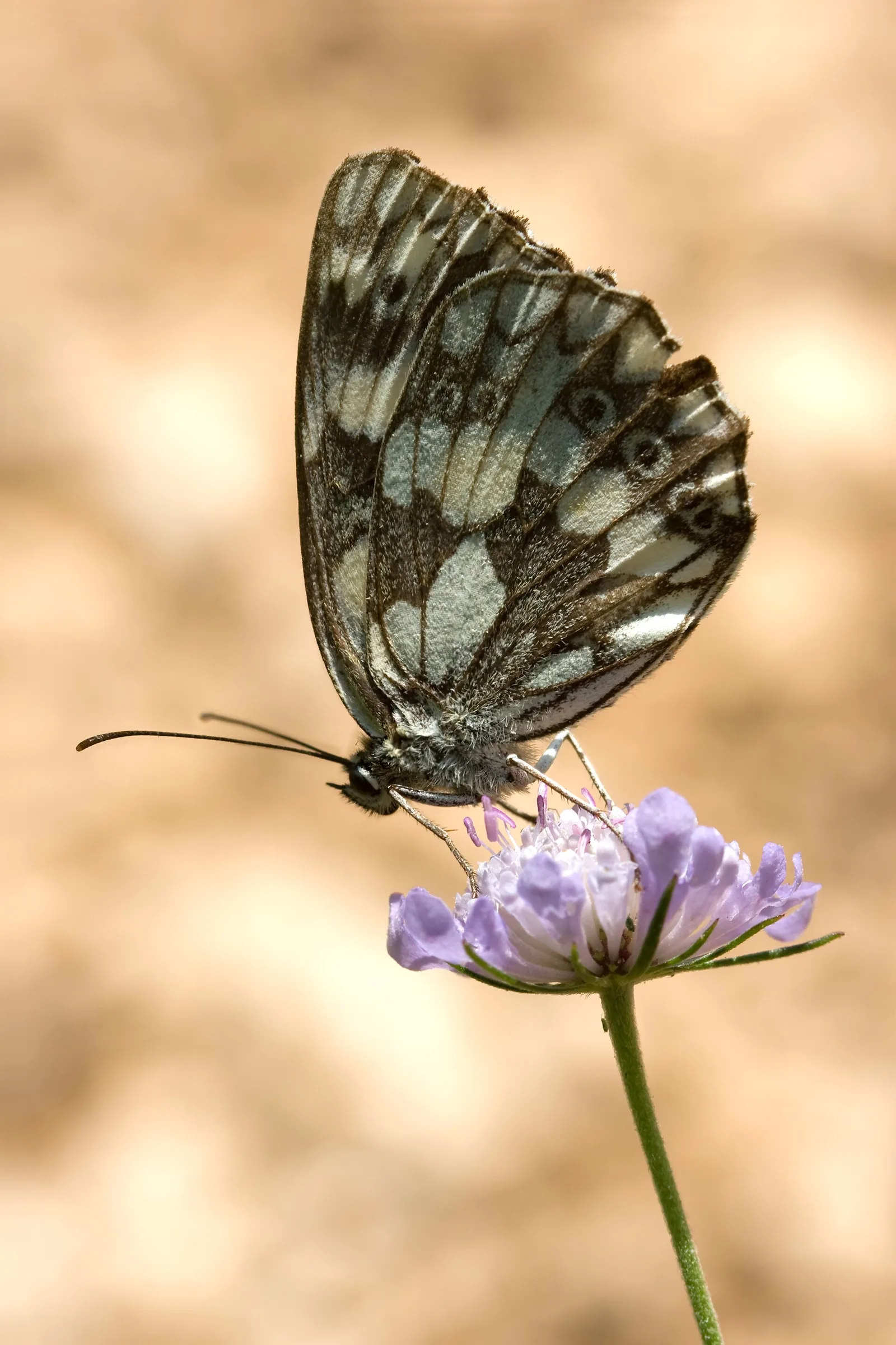 Benčići (Croatia)