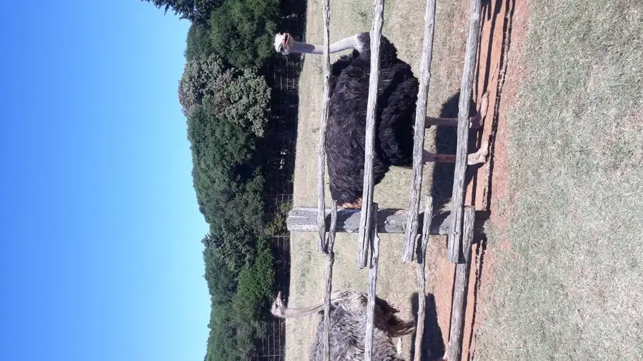 Golaš — Jafaa-hegy (Jemen)