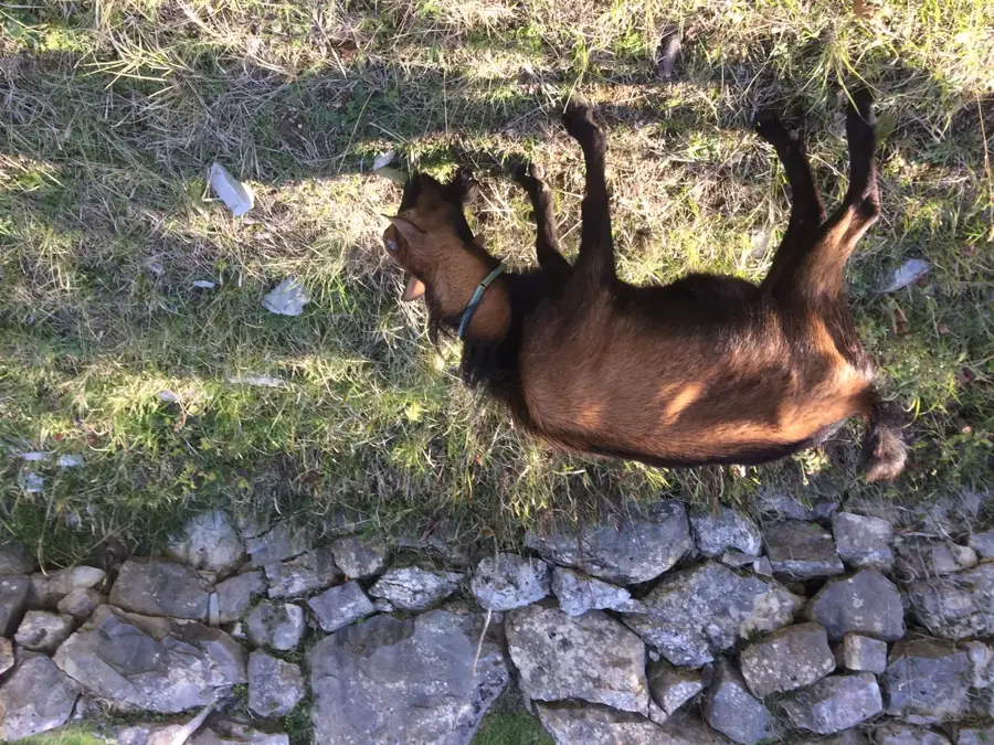 Kostanje (Croatia)