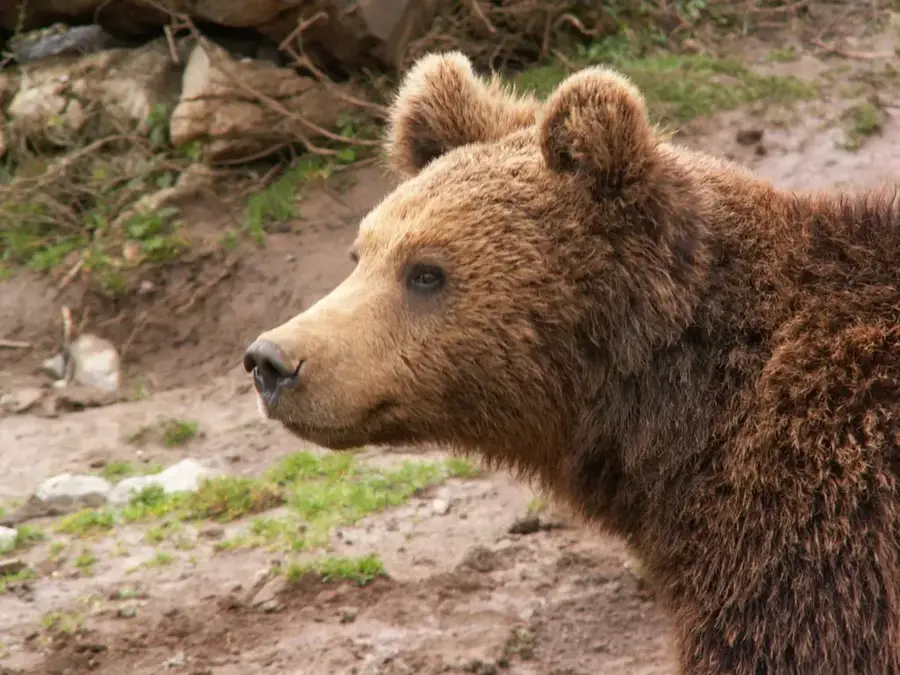 Kuterevo Bear Sanctuary