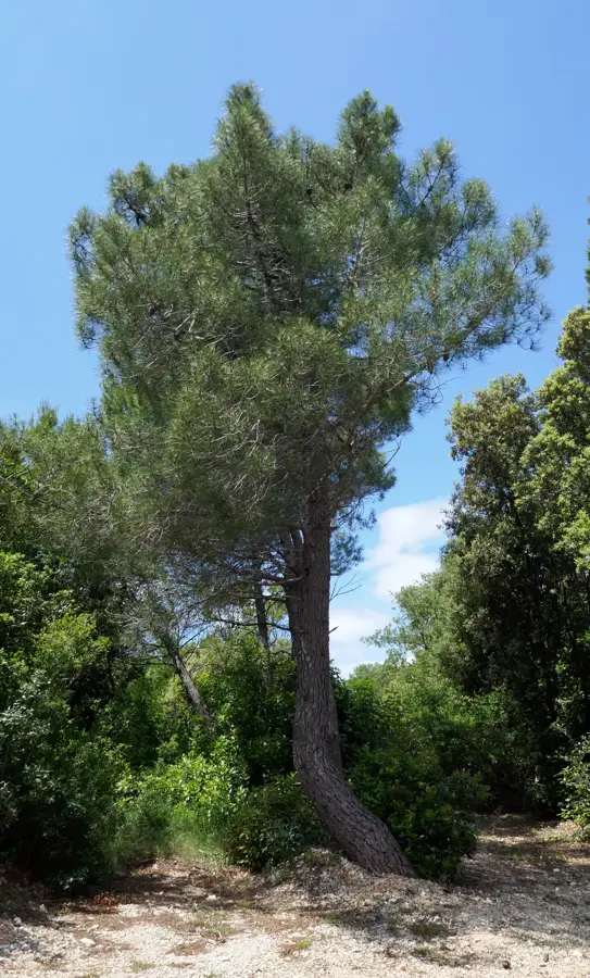 Močići — Abha (Saudi-Arabien)