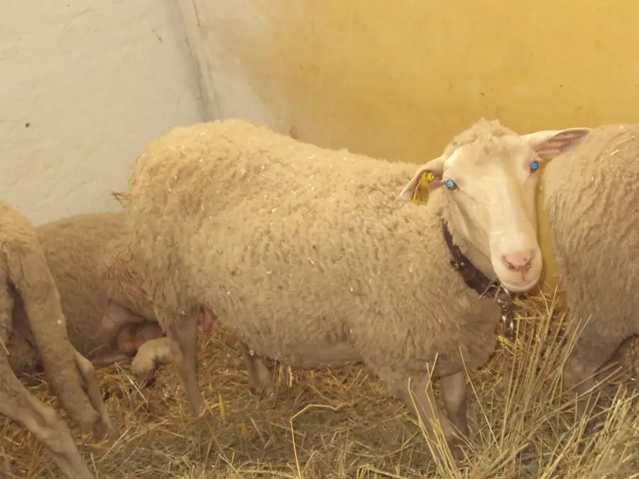 Ruda — Livno (Bosnien und Herzegowina)