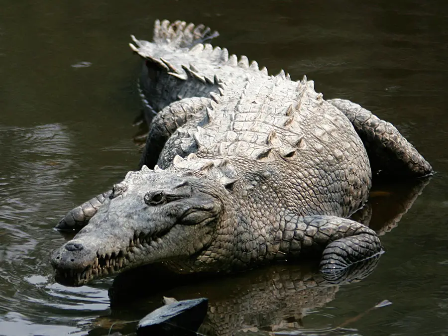 Croc City Crocodile Park — Highveld-Plateau (Südafrika)